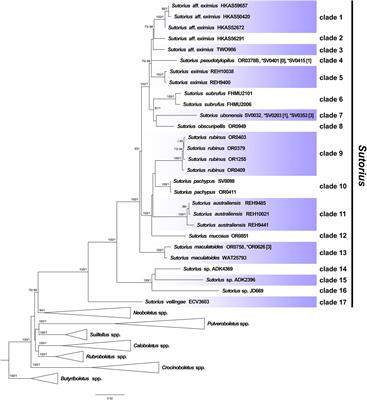 An Unexpectedly High Number of New Sutorius (Boletaceae) Species From Northern and Northeastern Thailand